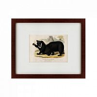 картина: two ursine sloths, or sloth bears, 1830 в Волжском