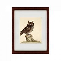 картина: the little owl, 1731 в Волжском
