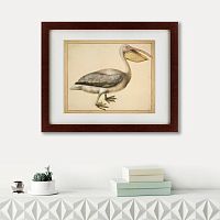 картина: a european pelican, 1635г. в Волжском