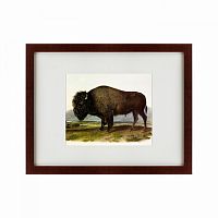 картина: american bison, 1845 в Волжском