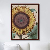 картина: large sunflower (flos solis maior), 1713г. в Волжском