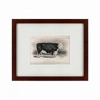 картина: a hereford bull, 1849 в Волжском