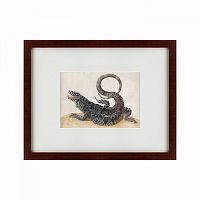 картина: black tegu lizard, 1700 в Волжском