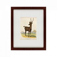 картина: a rusa deer, 1830 в Волжском