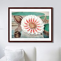 картина: a gigantic water lily in bloom, 1870г. в Волжском