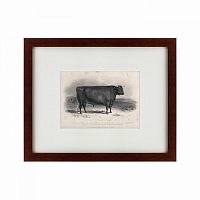 картина: a devon bull, 1849 в Волжском