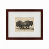 картина: bison, 1828 в Волжском