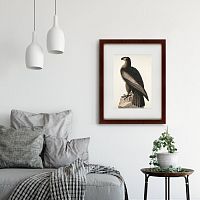 картина: great american sea eagle, 1837 в Волжском