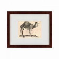 картина: arabian camel, 1809 в Волжском