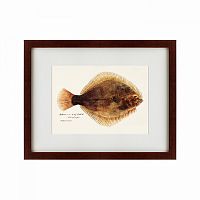 картина: southern pacific fish illustration, 1850 в Волжском