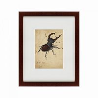 картина: stag beetle, 1505 в Волжском