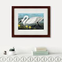 картина: common american swan, 1838 в Волжском