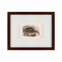 картина: armadillo, 1860 в Волжском