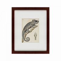 картина: chameleon, 1706 в Волжском
