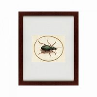 картина: beetle, 1700 в Волжском