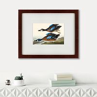 картина: blue-winged teal, 1836 в Волжском