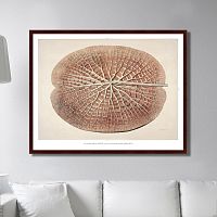 картина: leaf of a gigantic water lily, 1870г. в Волжском